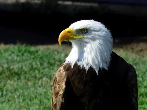 A bald eagle faces left, with a white head, yellow eyes, brown chest