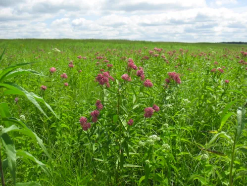 A wide shot of purple prairie flowers and tall green grasses