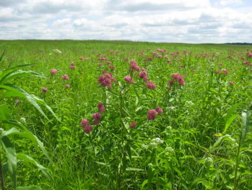 A wide shot of purple prairie flowers and tall green grasses