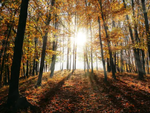 Tall autumn trees in a forest with sunshine peeking through