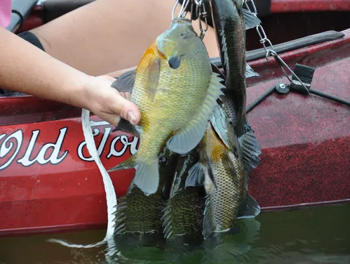 Person grasping a fish that is still on the hook and pulling into a boat.