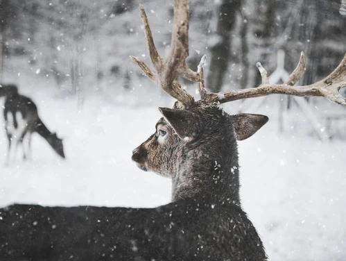 A male deer with antlers stands in the snow