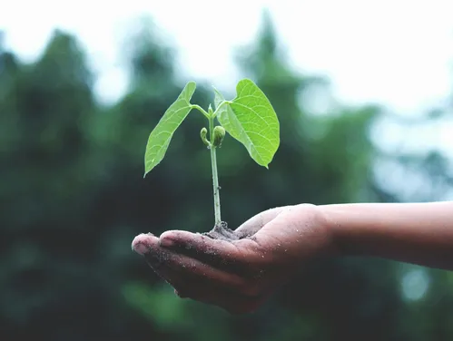 A hand holds the seedling of a tree