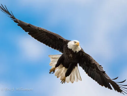 An adult bald eagle with its wings stretched out in flight against a blue sky dotted with white clouds.