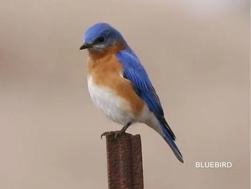 bluebird sitting on a fence post with a white belly, orange crop and blue feathers on head and down the back