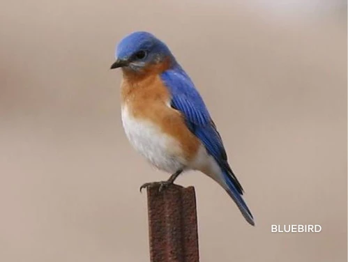 bluebird sitting on a fence post with a white belly, orange crop and blue feathers on head and down the back