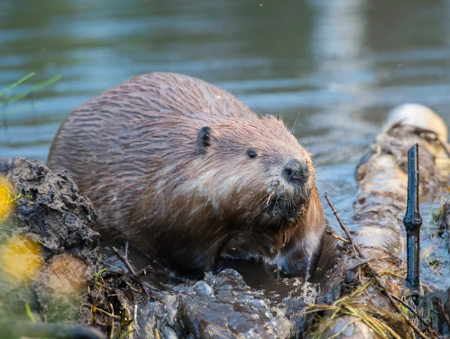Beaver near a dam on a river.