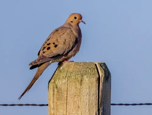 Dove sitting on top of a fence post before a blue sky.