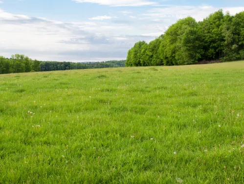 Lush green grass on a slight sloping hill with trees in the background and blue sky.