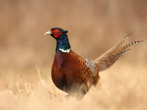 Male pheasant side profile with long feathers, brown body, green neck and red around the eye.