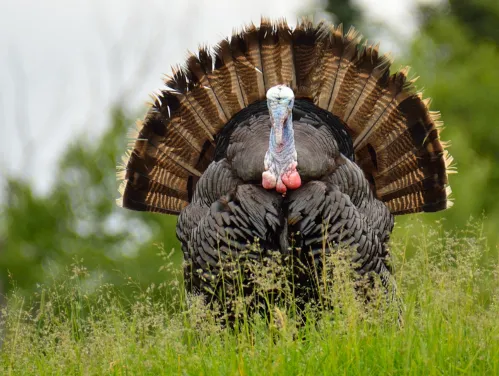 Turkey tom facing the camera with his tail spread in back in a lush spring field.