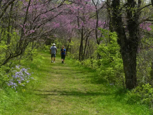 Springtime hiking with lush grass and redbud trees.