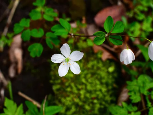 Woodland wildflowers
