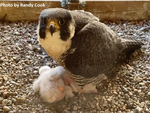 Adult Peregrine Falcon and nestlings sit in a shallow "scrape" that serves as a nest. Photo by Randy Cook.
