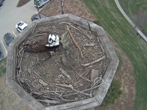Osprey sitting on a nesting platform.