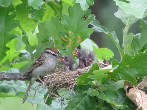 Chipping Sparrow feeding young in a nest in an oak tree. ©2010 Jenni Dyar