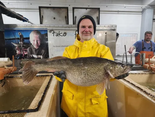 biologist with female walleye at Rathbun hatchery