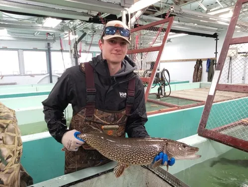 northern pike held by biologist 