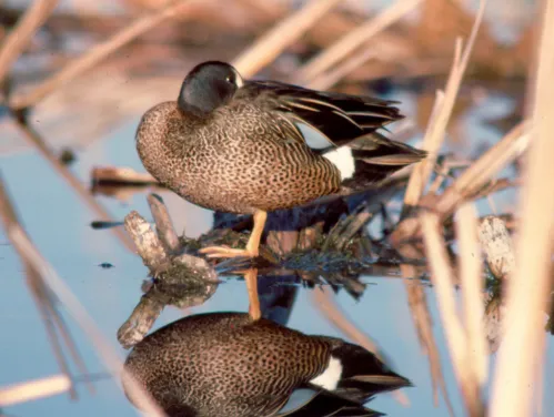 Blue winged teal in a marsh with it's reflection in the water.