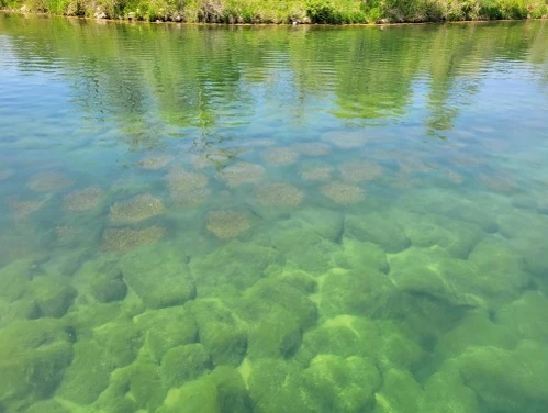 Bluegill spawning beds on a reef at Praire Rose Lake
