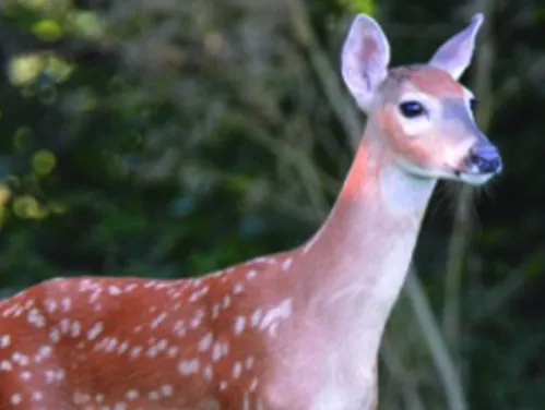 This image shows a young deer