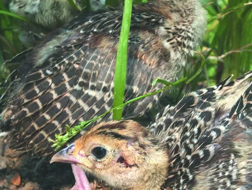 pheasant chick broods
