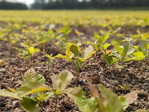 Swamp White Oak Seedlings