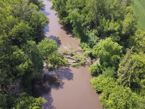 This image shows large fallen cottonwood trees causing a dangerous hazard on the South Skunk River Water Trail downstream of Lincoln Way in Ames. 