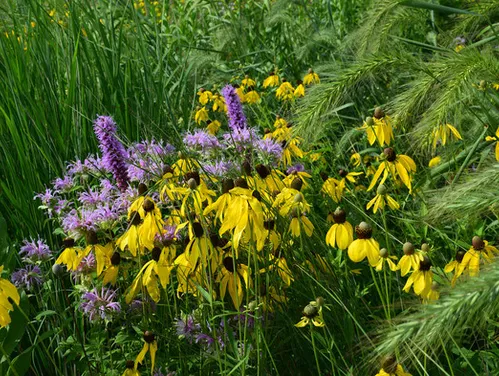 With close to 100 different plant species in the mix, the four-year-old reconstructed prairie has come in to its own after it was burned this spring. Photo courtesy of the Iowa DNR.