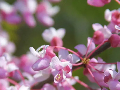 Buds from the red haw tree, some white with light to dark pink.