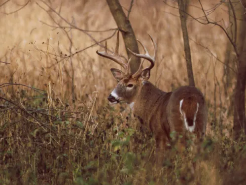 Buck whitetail standing in fall foliage. 