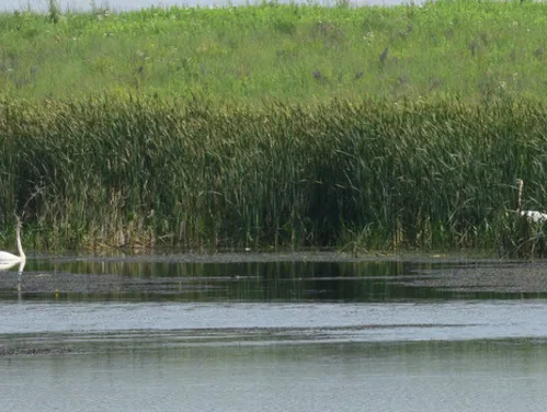 A trumpeter swan keeps a watchful eye from a restored wetland on Spring Run, as its mate hides nearby.