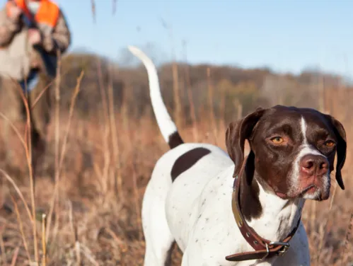 Hunting dog working in a fall field.