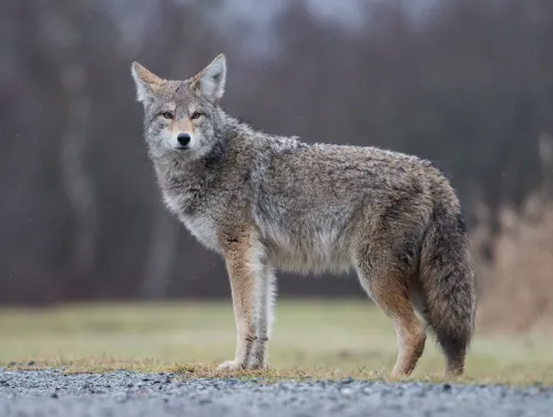 Coyote standing full profile, grey body with brownish socks.