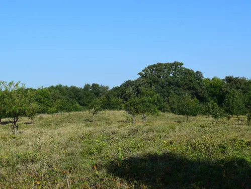 Oaks that were replanted to recreate a savanna.