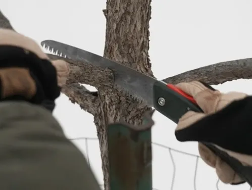 Pruning a tree with a hand saw in colder weather.