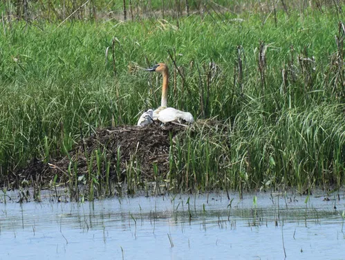 A trumpeter swan with two cygnats on a Chickasaw County wetland. DNR Photo