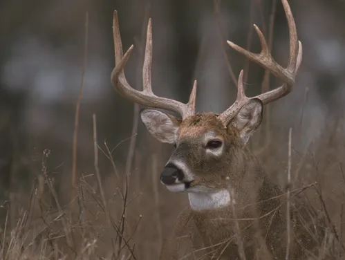Whitetailed deer in snowy underbrush.