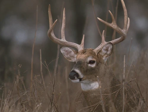 Whitetailed deer in snowy underbrush.