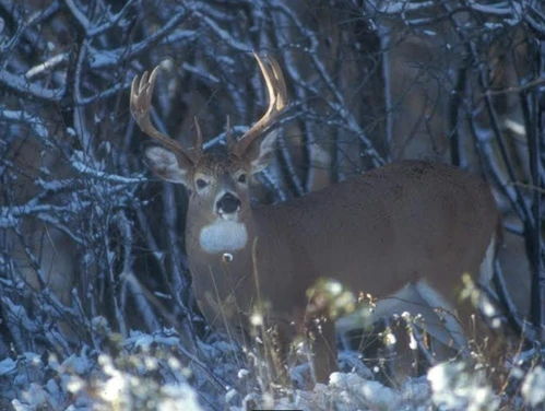 Deer standing profile in the snow.