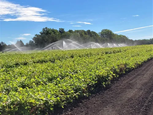 Iowa State Forest Nursery seedlings