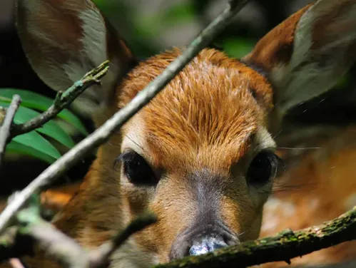 A spring fawn peering through the brush.