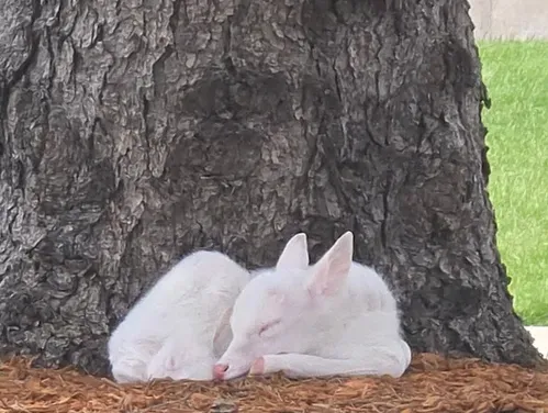 Rare sighting of a newborn white fawn.