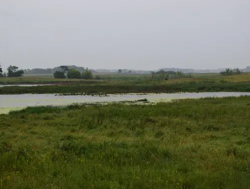 A wetland at Pilot Knob Wildlife Area is collecting water on this rainy mid-August morning. The newer wildlife area includes 850 acres seeded to highly diverse prairie, and 170 acres of restored wetlands within the Winnebago River watershed. 