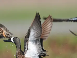 Blue winged teal taking wing in a field.