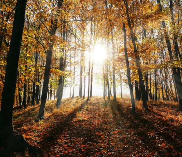 Tall autumn trees in a forest with sunshine peeking through