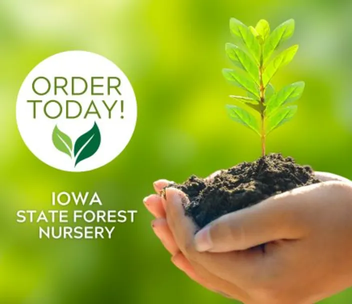 Iowa State Forest Nursery promo image, showing a seedling being held and order today text.