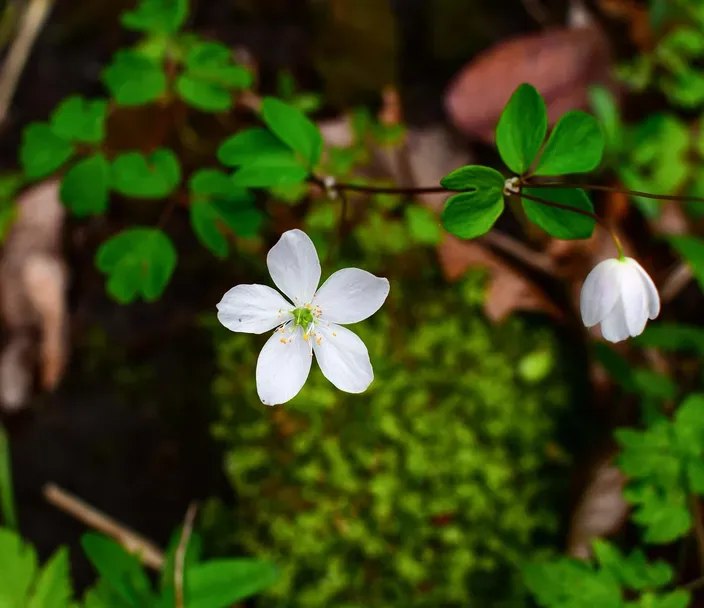 Woodland wildflowers