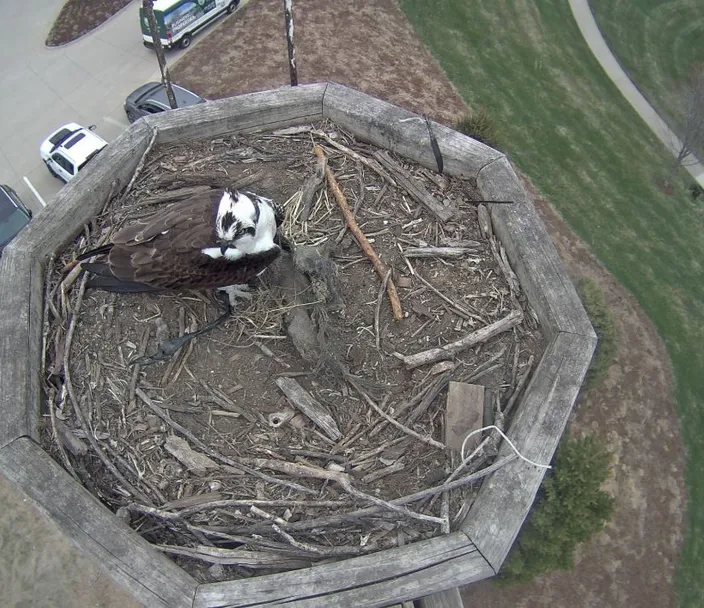 Osprey sitting on a nesting platform.