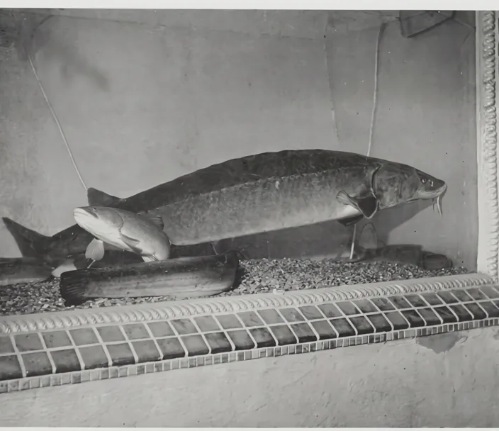Oscar the lake sturgeon  She made her debut appearance at the 1925 Iowa State Fair 